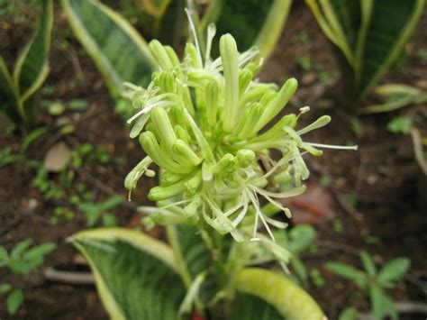 黃邊虎尾蘭|典藏植物園秋季必看! 虎尾蘭替你吸走髒空氣 